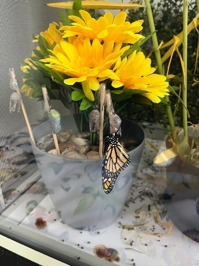 Exploring Life Cycles 3