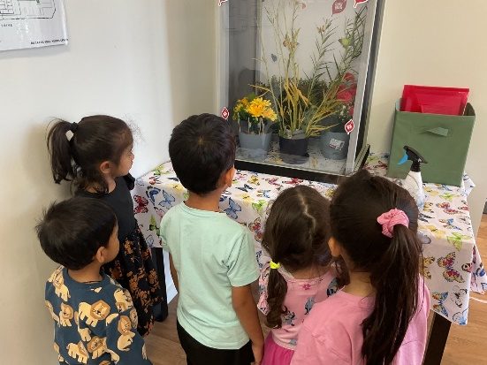 Featured image for “Exploring Life Cycles the Montessori Way”