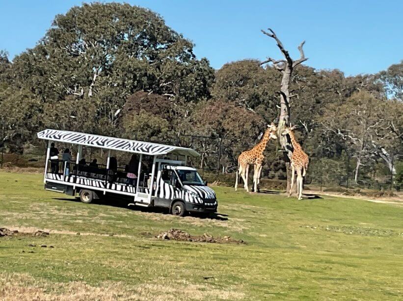 Featured image for “A Wild Day of Discovery at Werribee Zoo”