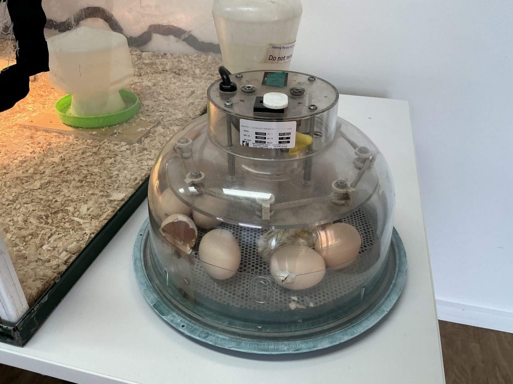 let us wait for the egg to hatch